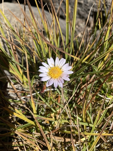 iNaturalist observation photo of Tundra Aster