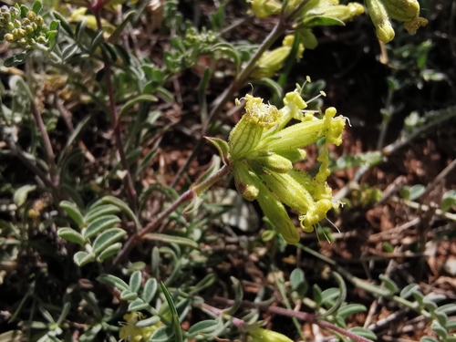 Silene muradica