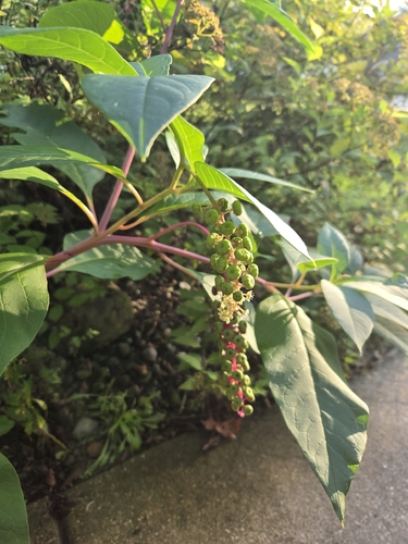 American pokeweed