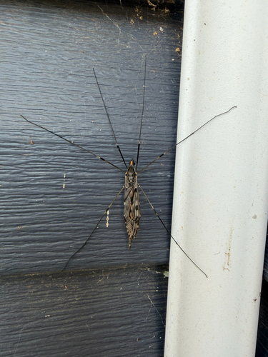 Giant Crane Fly