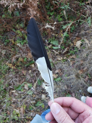 Pileated Woodpecker observed by gregg40