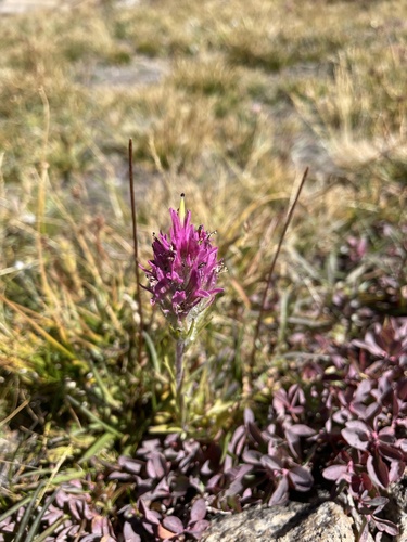 iNaturalist observation photo of Lemmon's paintbrush