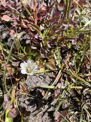 iNaturalist observation photo of Alpine Gentian