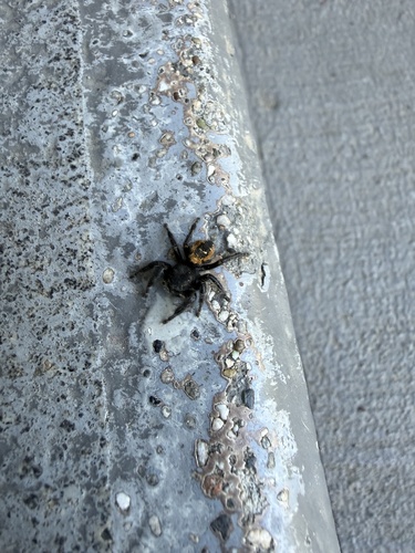 Johnson's Jumping Spider