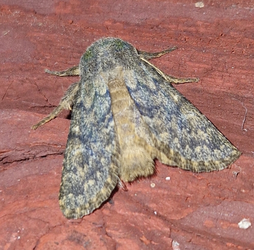 Brindled Ochre
