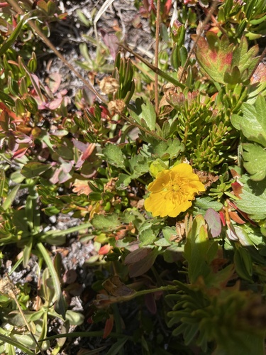 iNaturalist observation photo of fan-foil