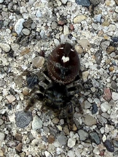 Bold Jumping Spider