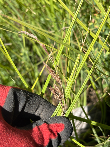 iNaturalist observation photo of true sedges
