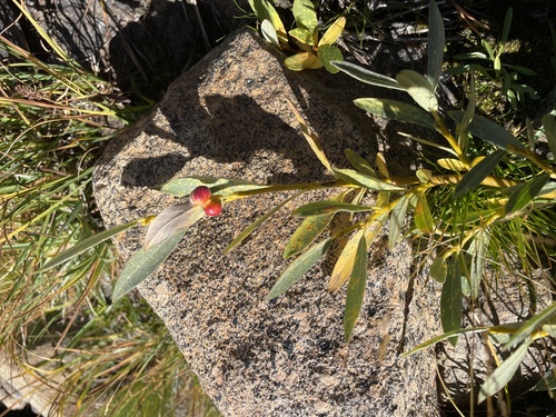 iNaturalist observation photo of Lemmon's willow