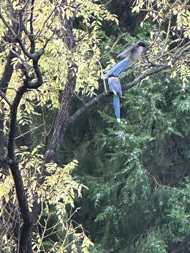 Azure-winged Magpie