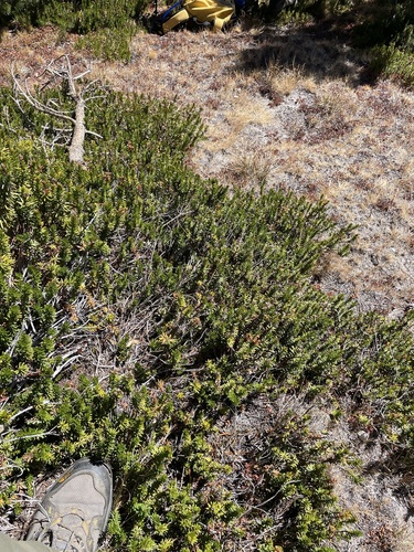 iNaturalist observation photo of Purple Mountain-heath