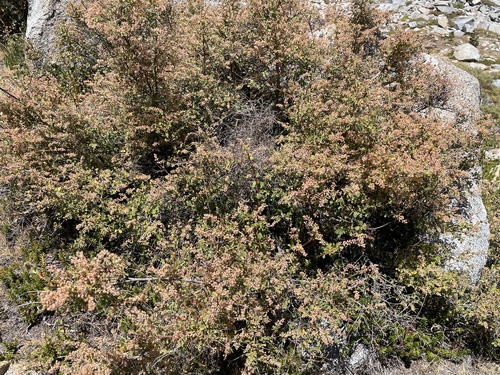 iNaturalist observation photo of Ocean spray