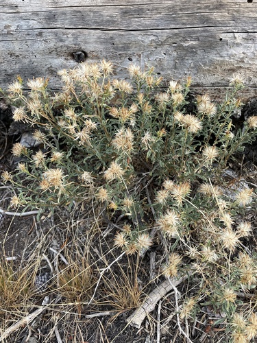 iNaturalist observation photo of singlehead goldenbush