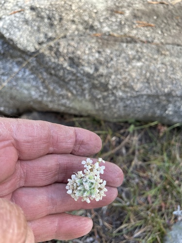 iNaturalist observation photo of whitestem hedgenettle