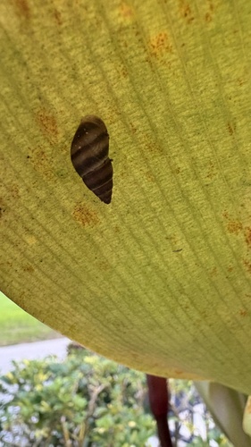West Indian Bulimulus