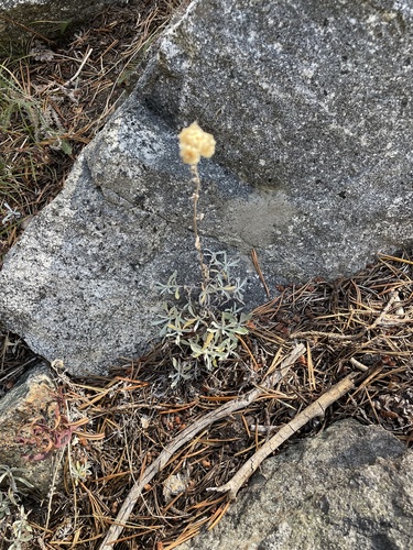 iNaturalist observation photo of umber pussytoes