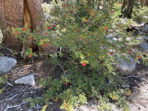 iNaturalist observation photo of California Mountain Ash