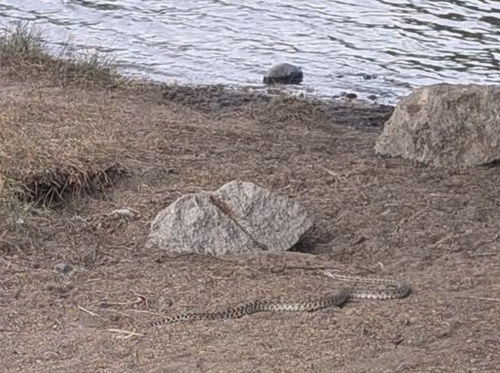Gopher Snake observed by alyska