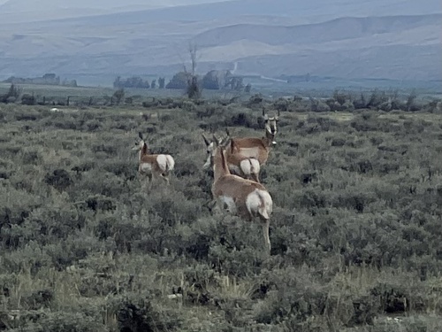 Pronghorn