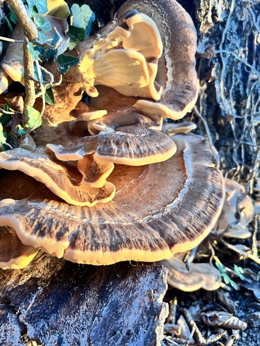 Giant Polypore