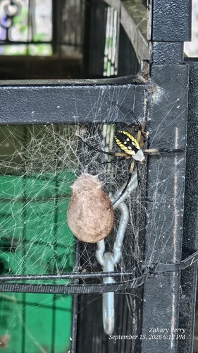 Yellow Garden Spider