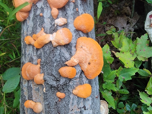 Northern Cinnabar Polypore