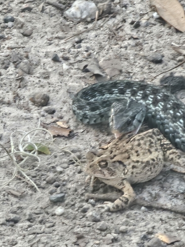 Common Garter Snake