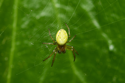 Araniella opisthographa