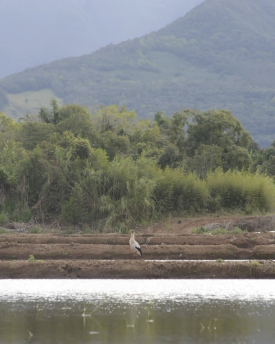 Maguari Stork