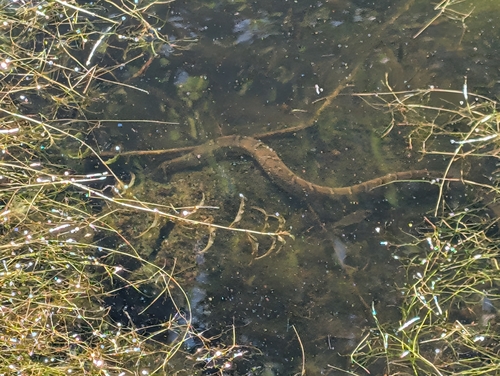 Nerodia sipedon observed by hans3143
