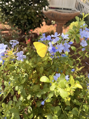 Cloudless Sulphur