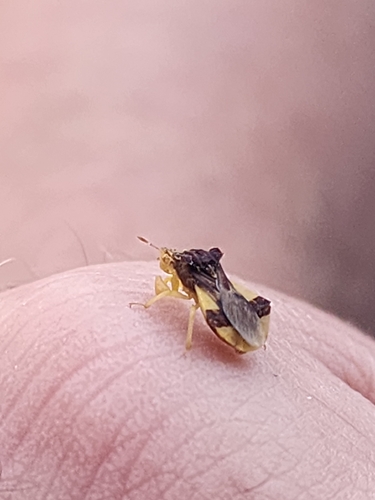 Pennsylvania Ambush Bug