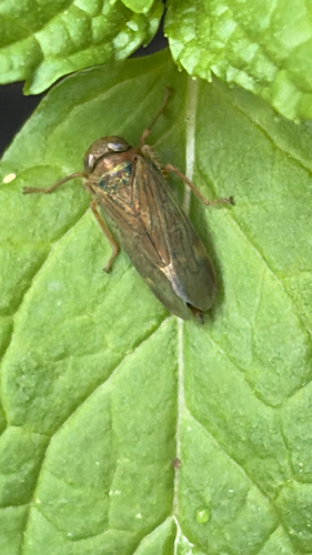 Coppery Leafhopper
