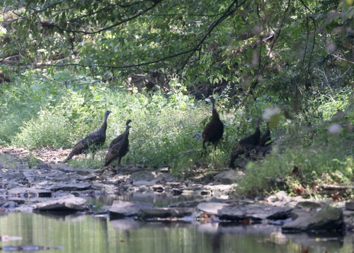 Wild Turkey