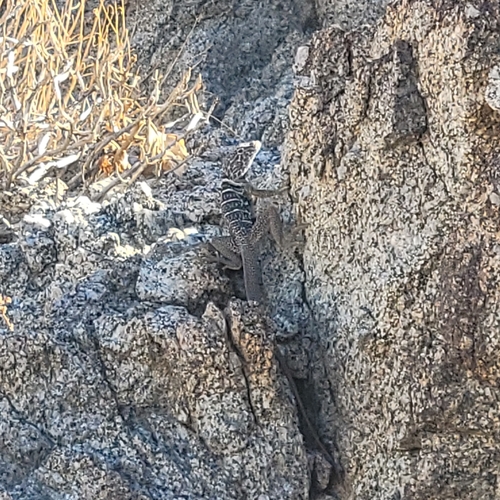 iNaturalist observation photo of Baja California Collared Lizard