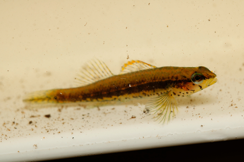 Pinewoods Darter