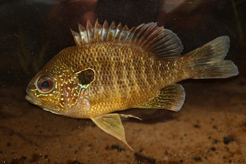 Dollar Sunfish