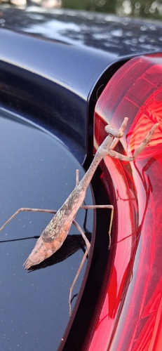 Carolina Mantis