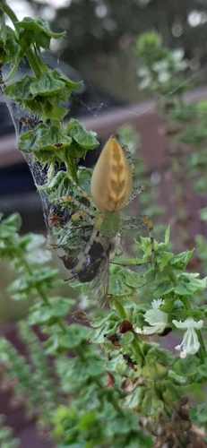 Green Lynx Spider