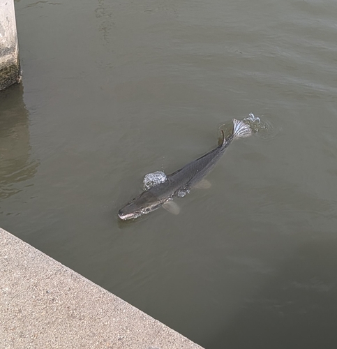 Alligator Gar