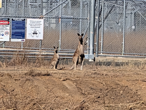 Eastern Grey Kangaroo