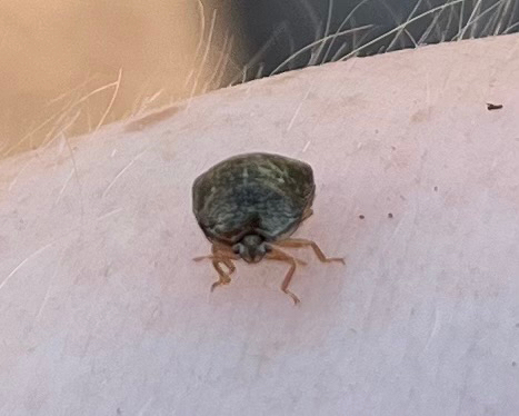 Kudzu Bug
