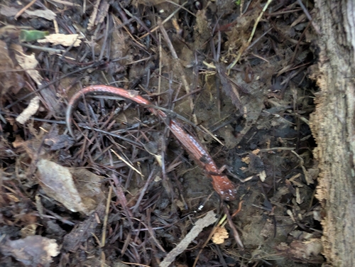 Eastern Red-backed Salamander