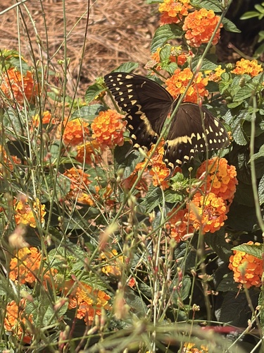 Palamedes Swallowtail
