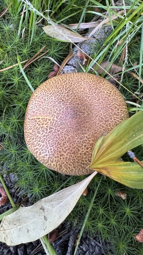 iNaturalist observation photo of boletes and allies