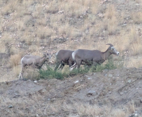Bighorn Sheep