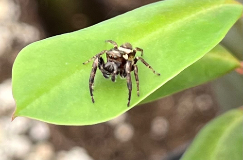 Bronze Jumping Spider