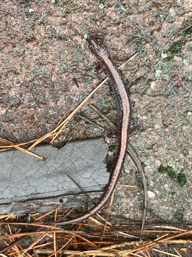 Eastern Red-backed Salamander observed by toochill