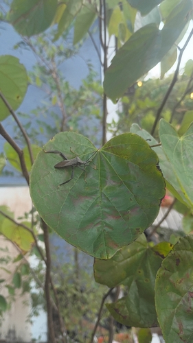 Acanthocephala terminalis