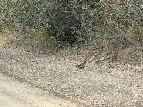 Ruffed Grouse